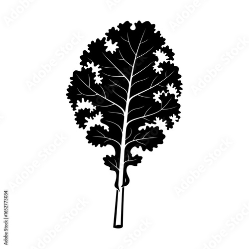 transparent background kale leaf isolated vector illustration for design projects