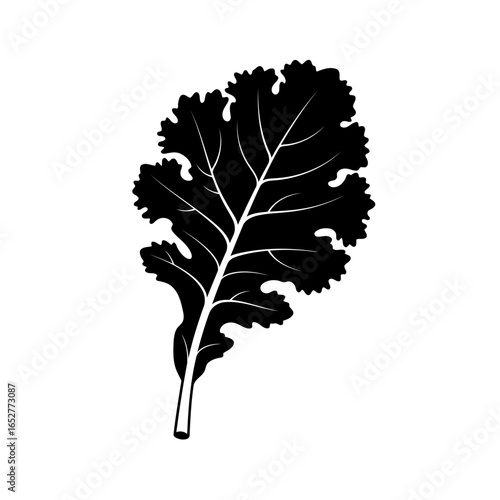 transparent background kale leaf isolated vector illustration for design