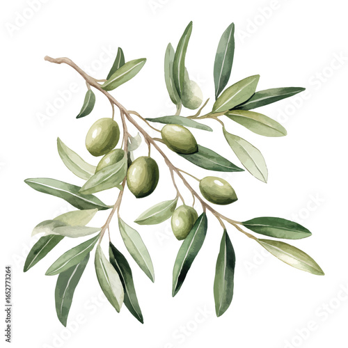 Watercolor illustration of olive branch with green leaves and ripe olives