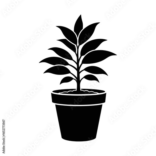transparent background potted plant isolated silhouette for design projects