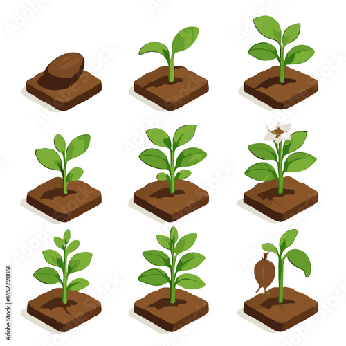 Icons icon seed vector flowering pod phase plant leaf growth dried young