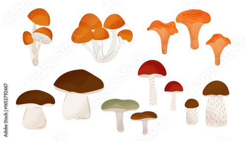 Forest mushrooms set. Edible and wild species in autumn colors. Honey mushrooms, chanterelles, porcini mushrooms, aspen mushrooms, birch boletes
