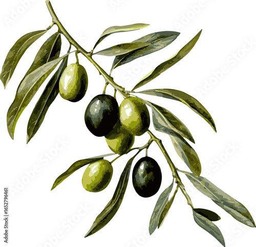 Botanical illustration of Olive branch