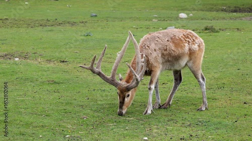 The Pere David deer (Elaphurus davidianus) or Milu Deer grazing in meadow, animal in the family Cervidae.