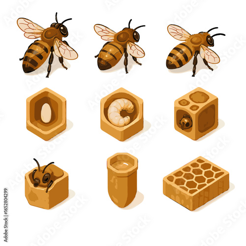 Egg brood icon drone icons vector cell life capped bee emerging stage