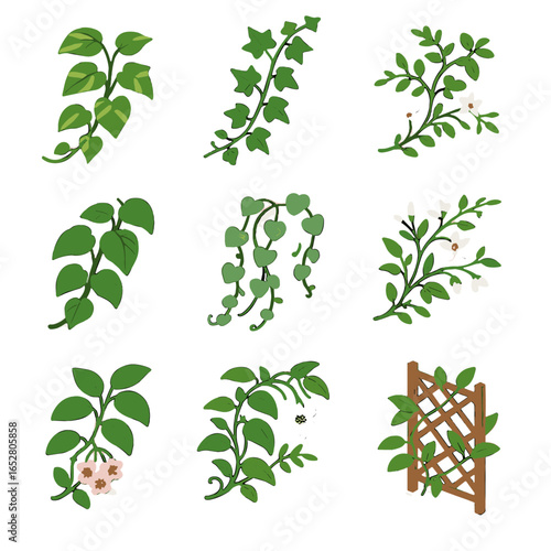 Vector icons climbing trail pothos fig philodendron icon string passionflower vine plant