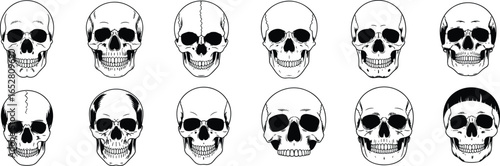 Detailed skull illustrations set, various human skull designs, black and white skull artwork, spooky skeleton heads collection, anatomical skull vector drawings, horror skull icons