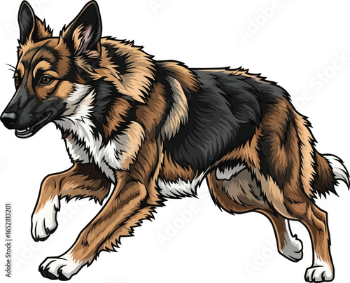 Armant (Egyptian Sheepdog) dog running athletic vector illustration