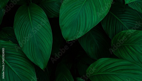 Wallpaper Mural Deep green tropical leaves overlapping Torontodigital.ca