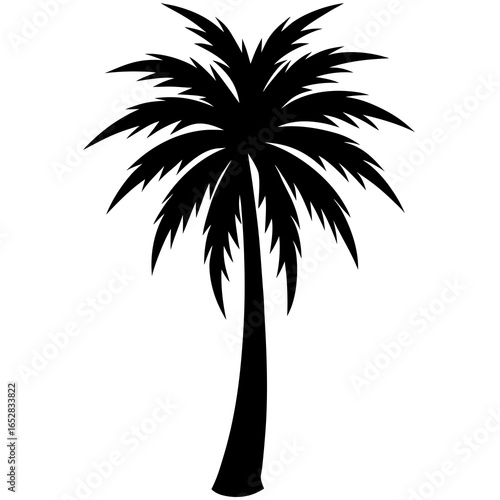 silhouette of palm tree