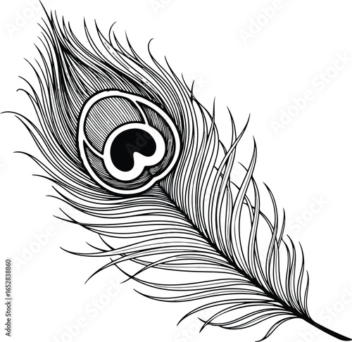 Detailed black and white illustration of a single peacock feather silhouette, graphic silhouette of  feather design