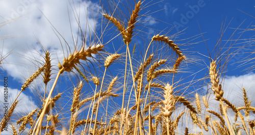 A wheat field under a blue sky, Québec, Canada
