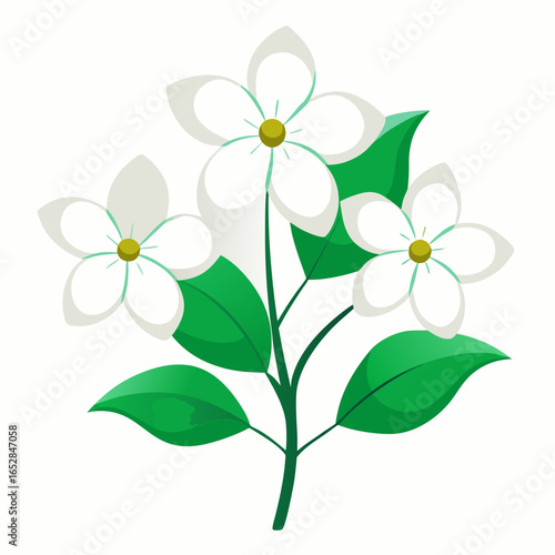 Minimalist White Dogwood Flowers with Green Leaves Vector