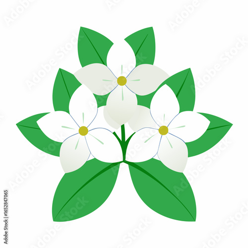 Minimalist White Dogwood Flowers with Green Leaves Vector