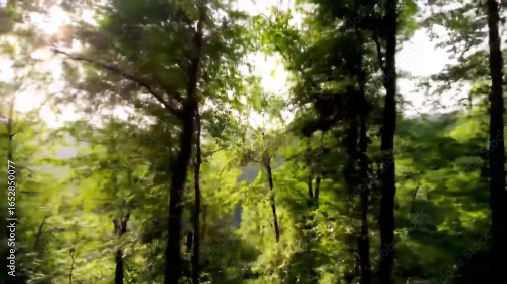 Sunlight Flares Through Lush Green Trees in a Fast-Paced Sideways Tracking Shot Sunlight Flares Through Lush Green Trees in a Fast-Paced Sideways Tracking Shot