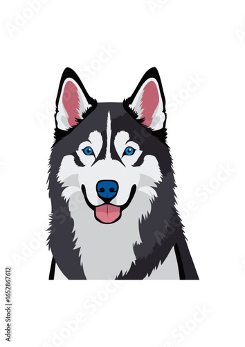 siberian husky dog vector illustration white background	