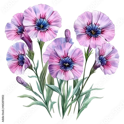 Sweet William Flower, watercolor clipart vector, isolated on a white background.