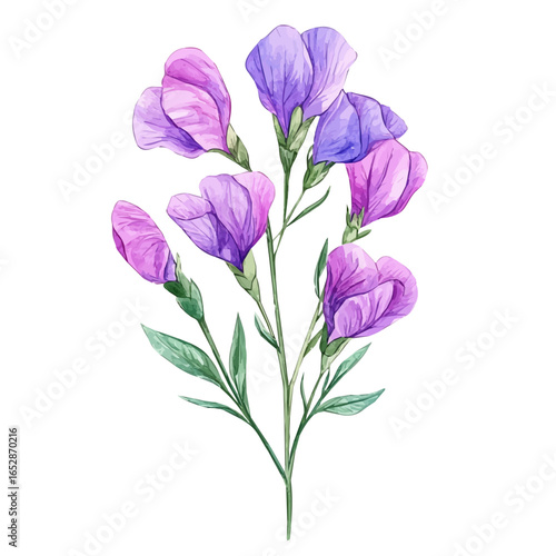 Sweet Pea Flower, watercolor drawing vector, isolated on a white background.
