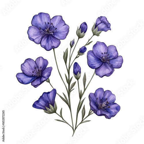 watercolor of Statice Flower, vector, isolated on a white background.