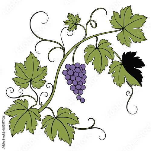 Beautiful grapevine vector illustration with leaves and hanging fruit, perfect for wine production, natural food, and farm branding.