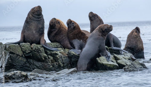 galapagos sea lion