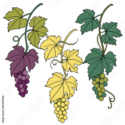 Yellow grapevine vector illustration with leaves and clusters ideal for winery label design, vineyard branding, and natural food artwork