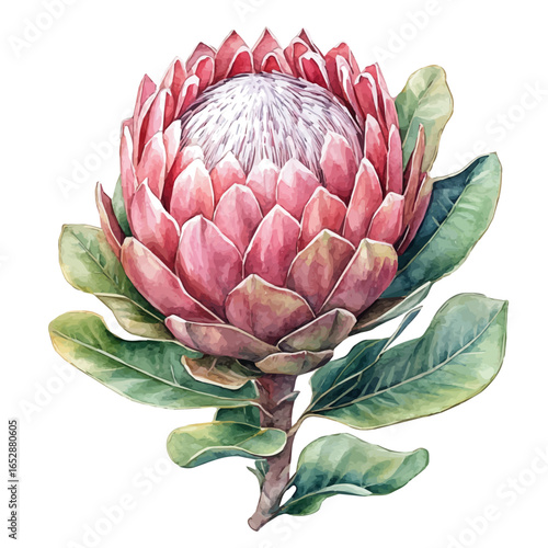 Protea Flower, watercolor painting vector, isolated on a white background.