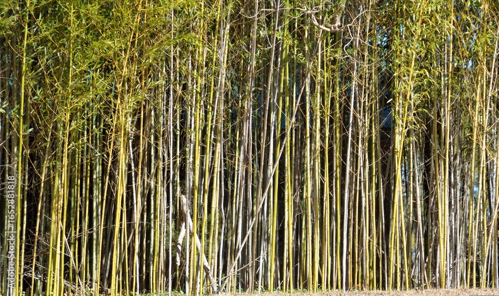 Obraz premium bambo trees background