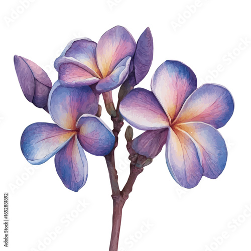 Plumeria Flower, watercolor illustration vector, isolated on a white background.