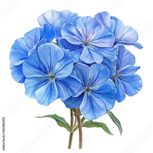 Plumbago Flower, watercolor illustration vector, isolated on a white background.