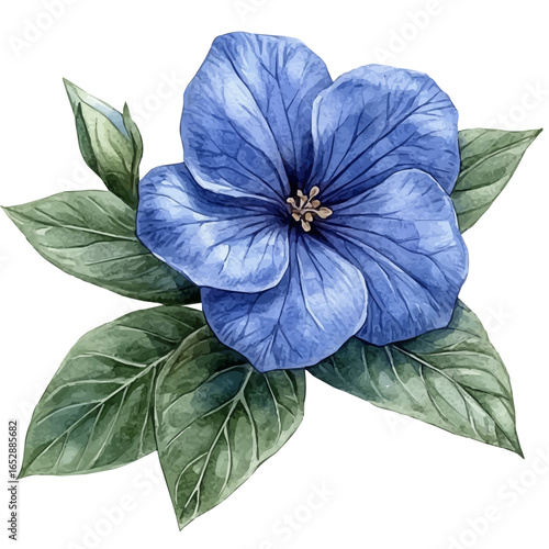 Periwinkle Flower, watercolor painting vector, isolated on a white background.