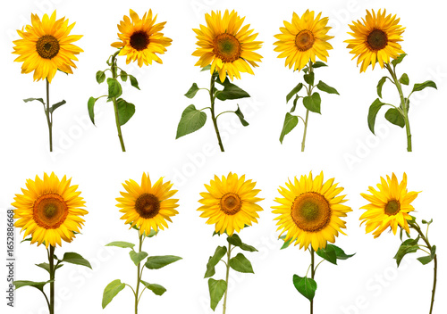 Sunflowers collection isolated on white background. Sun symbol. Flowers yellow, agriculture. Seeds and oil. Flat lay, top view