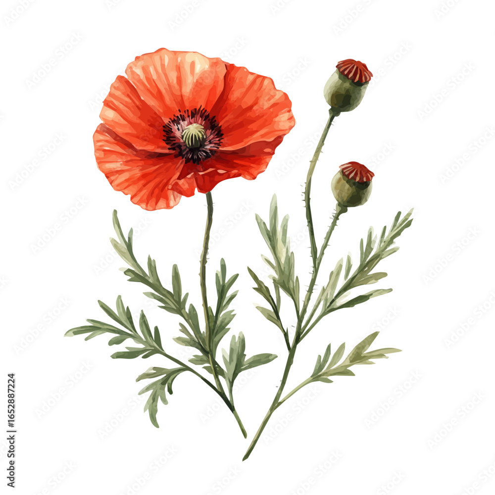Obraz premium watercolor vector of Papaver Flower, isolated on a white background.