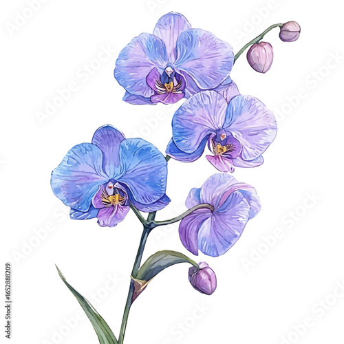 Orchid Flower, watercolor vector, isolated on a white background.