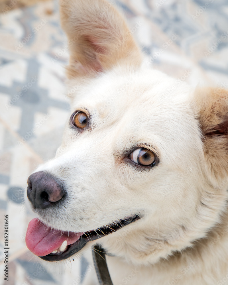Φωτογραφία Close-up portrait of a happy white dog with light brown eyes, looking at the camera with its tongue out