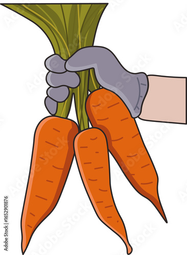 Harvest illustration. Carrot harvest. Png