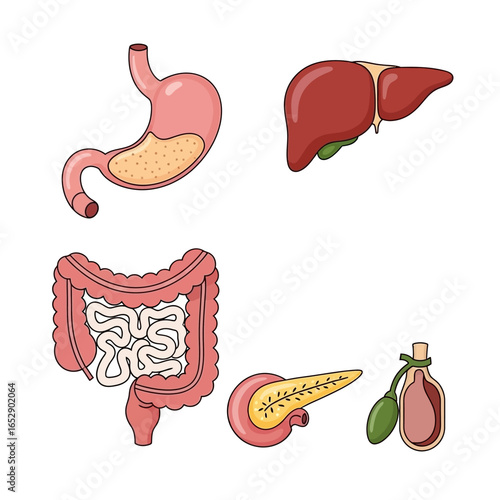 A set of cartoon vector illustrations of human digestive system organs, including the stomach, liver, intestines, pancreas, and gallbladder.