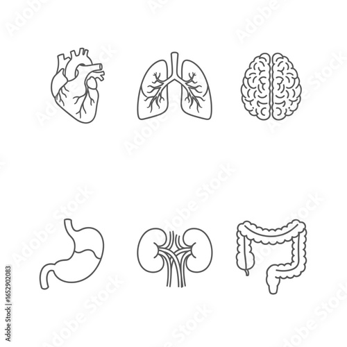 Detailed outline illustration of human internal organs, including heart, lungs, brain, stomach, kidneys, and intestines.