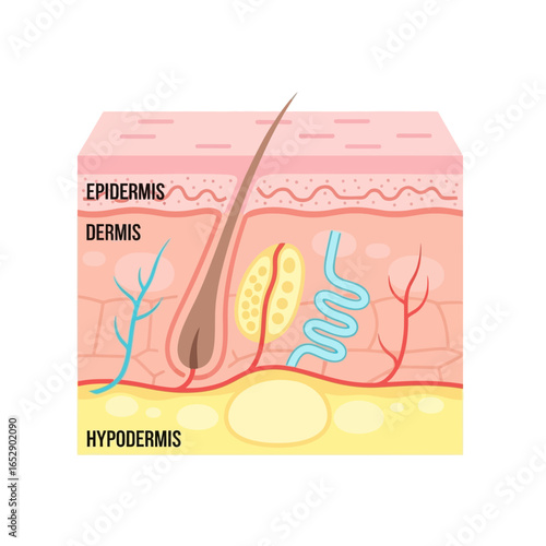 Illustration of the three layers of human skin: epidermis, dermis, and hypodermis.