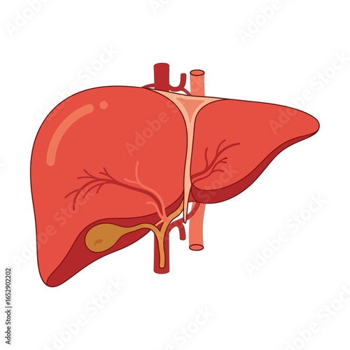 Anatomical illustration of the human liver with gallbladder and ducts isolated on a white background.