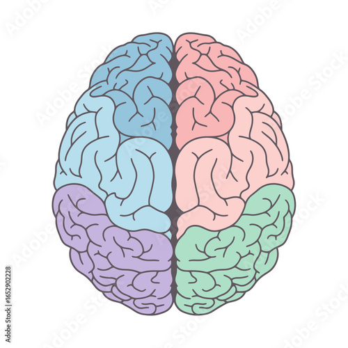 Top-down view of a human brain illustration with four color-coded lobes or hemispheres.