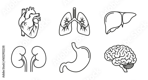 Line art illustration of major human organs.