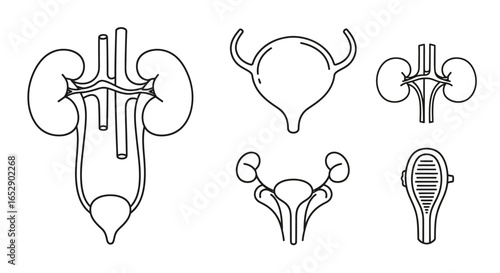 Anatomical illustrations of the human urinary system, including kidneys, ureters, and bladder.