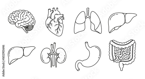 Line art illustration of various human internal organs, including the brain, heart, and lungs.