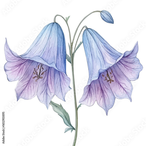 Jacobas Ladder Flower, watercolor clipart vector, isolated on a white background.