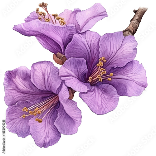 watercolor of Jacaranda Flower, vector, isolated on a white background.
