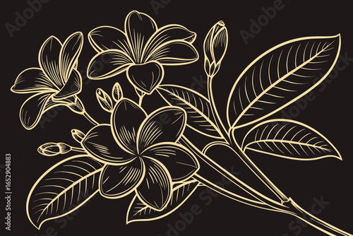 Frangipani Flower Illustration