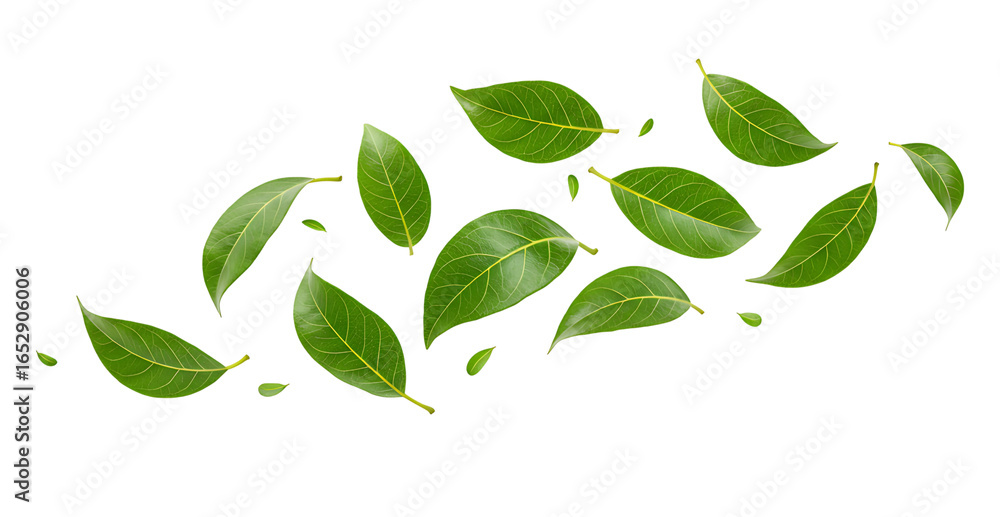 Naklejka premium Flying green leaves, isolated on transparent cutout background, cut out, png