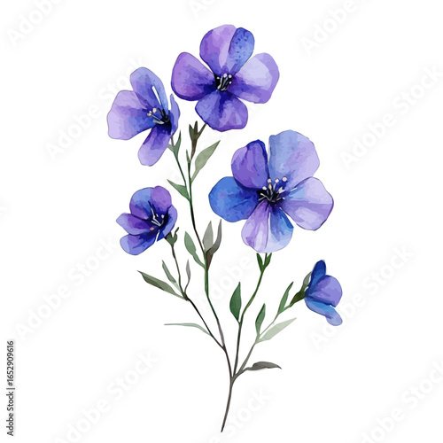 watercolor of Hesperis Flower, vector, isolated on a white background.