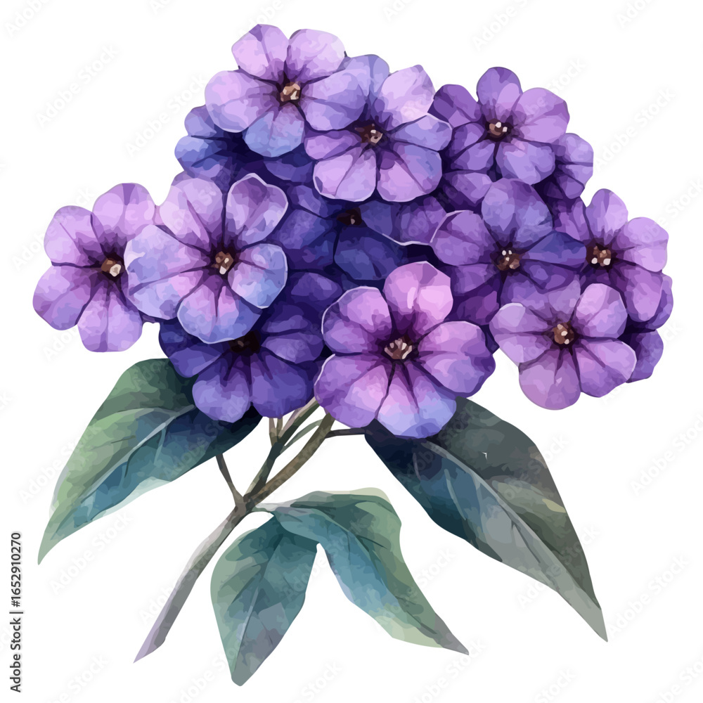 Fototapeta premium Heliotrope Flower, watercolor painting vector, isolated on a white background.